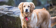 Supplements vs. Petcare Supplies: What’s Better for Long-Term Health?